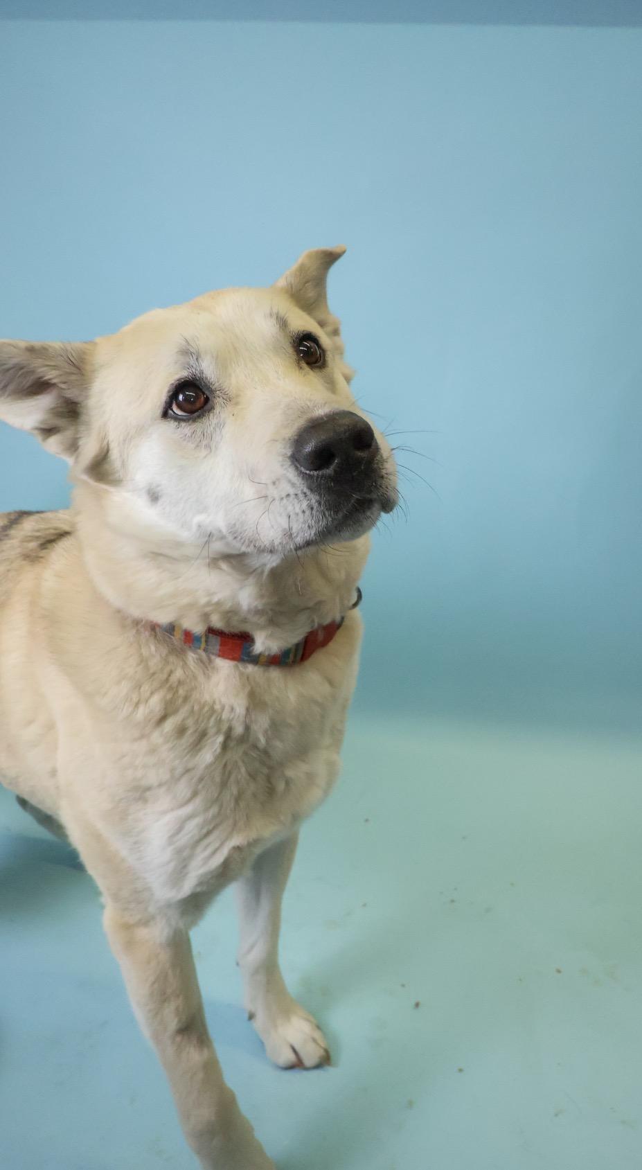 Enlarge Dolly, a Adoptable mixed breed in Crossfield, AB image 1/6