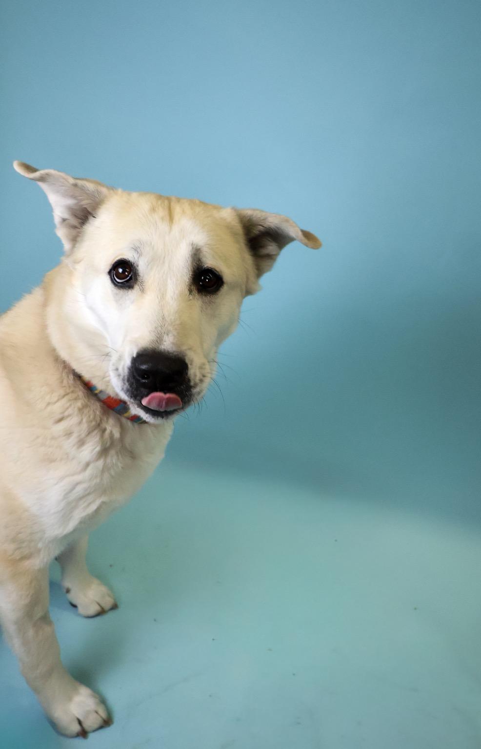 Enlarge Dolly, a Adoptable mixed breed in Crossfield, AB image 2/6