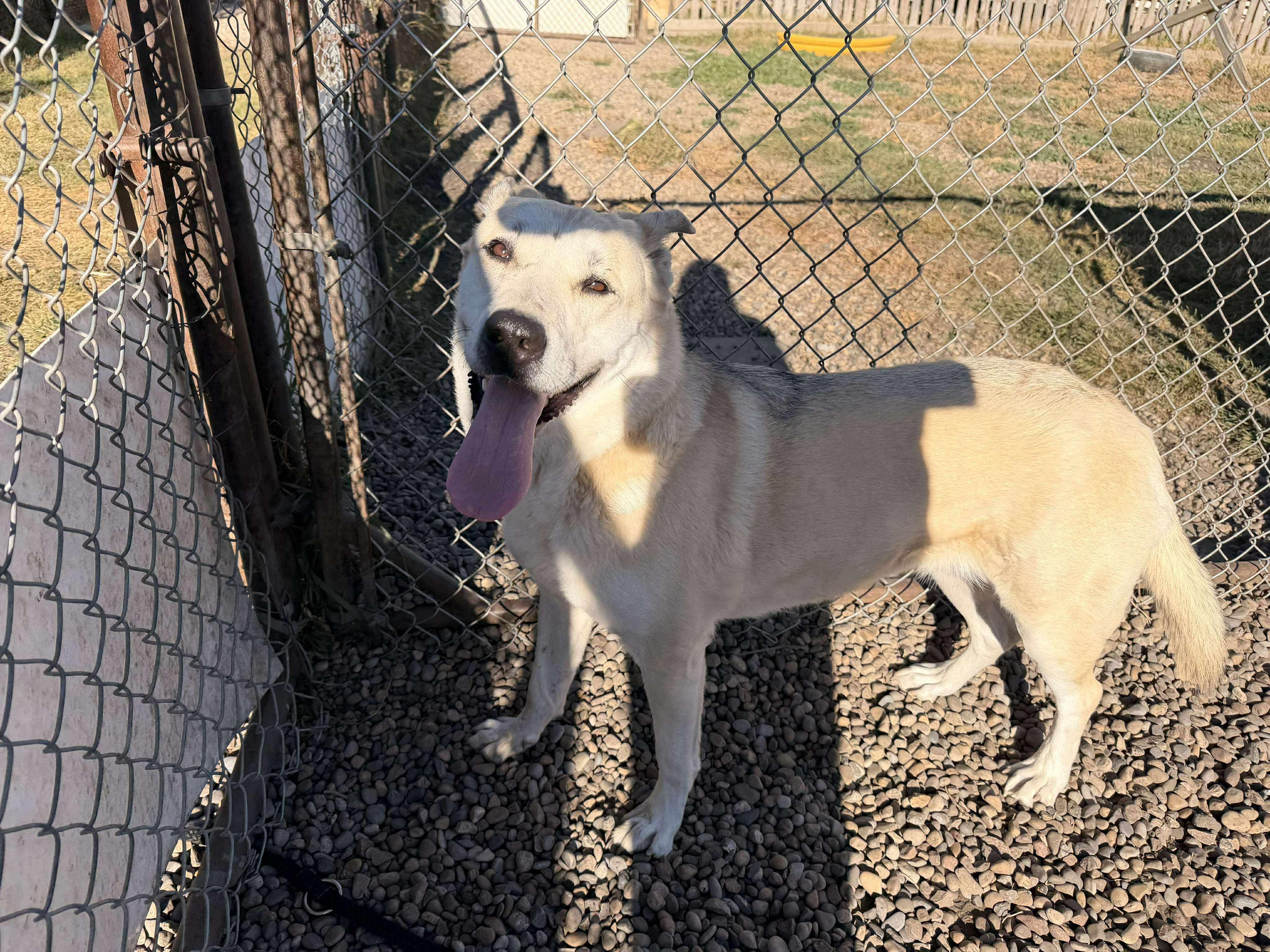 Dolly, Adoptable, Adult Female German Shepherd Dog.