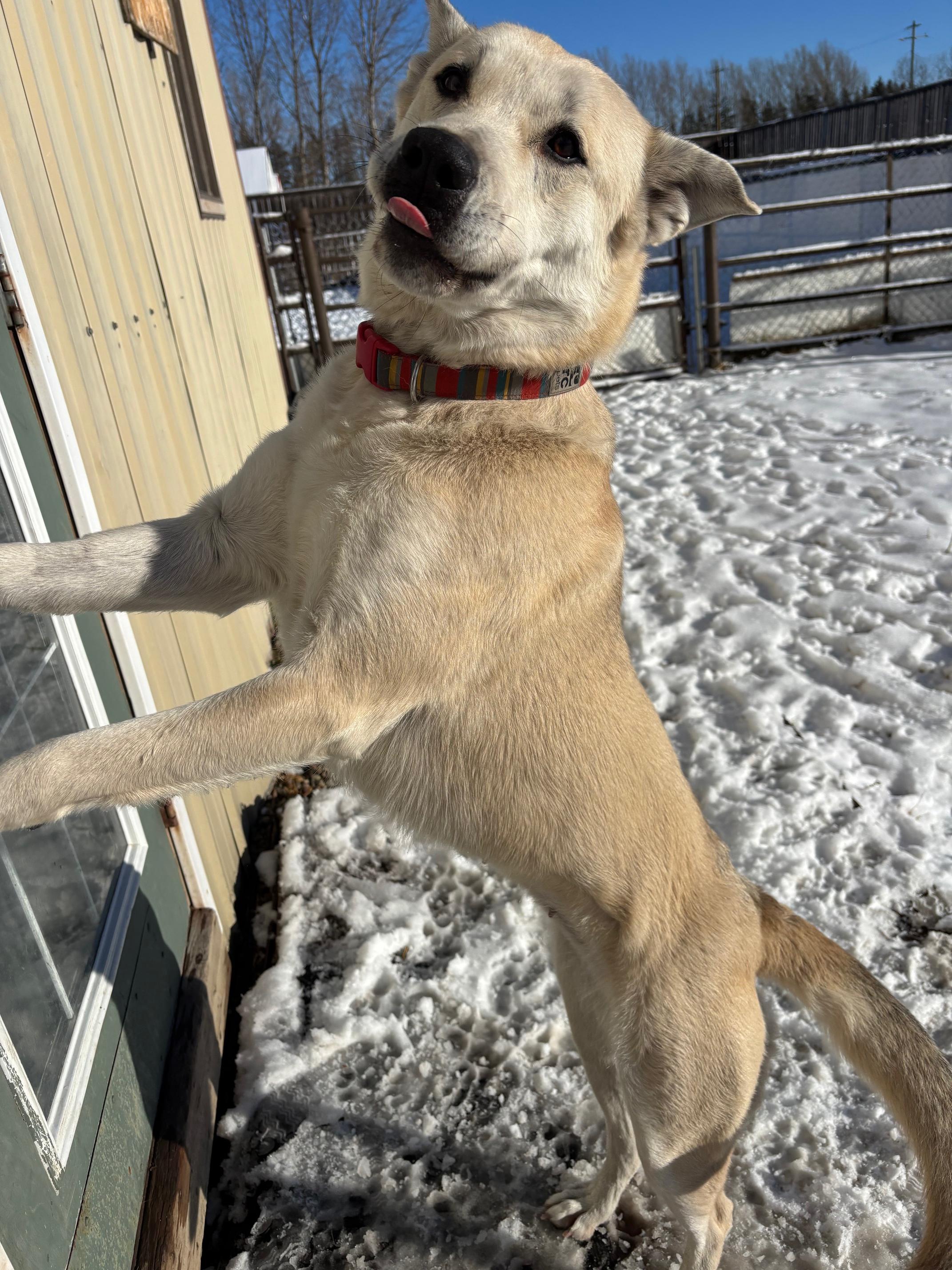 Dolly, a Adoptable mixed breed in Crossfield, AB image 2/6