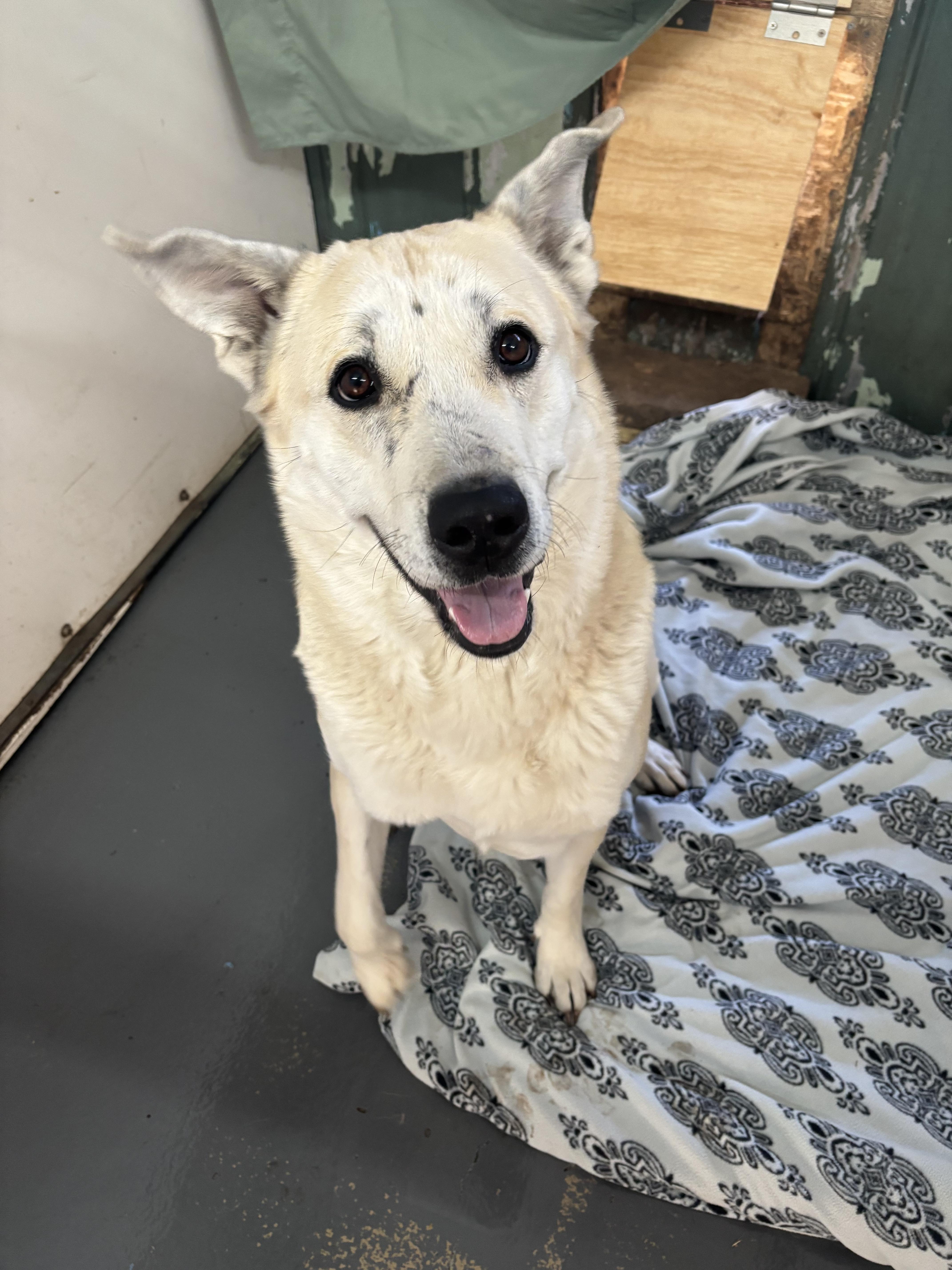 Dolly, a Adoptable mixed breed in Crossfield, AB image 6/6