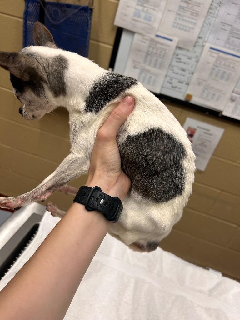 Jessie Mae (Gertrud), Adoptable, Senior Female Chihuahua.