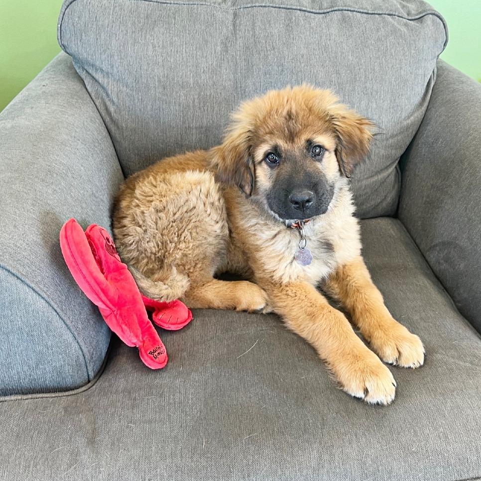 Enlarge Scottie, a Adoptable mixed breed in Flower Mound, TX image 2/5