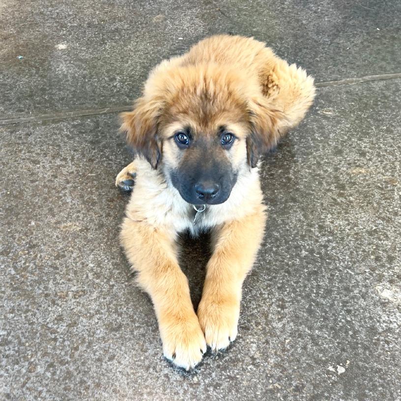 Enlarge Scottie, a Adoptable mixed breed in Flower Mound, TX image 3/5