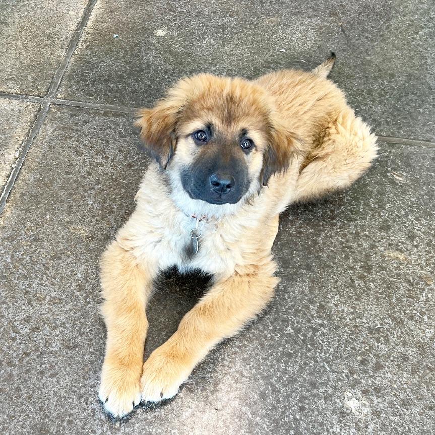 Enlarge Scottie, a Adoptable mixed breed in Flower Mound, TX image 5/5