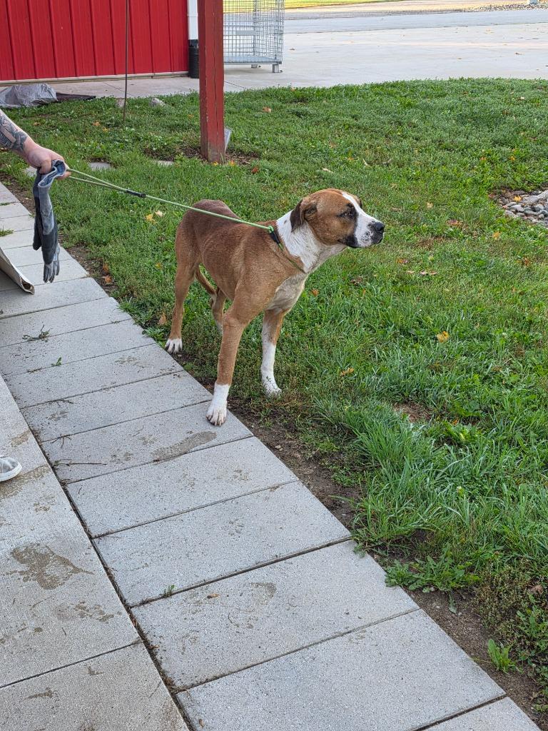 Enlarge Kingston, a Adoptable mixed breed in Angola, IN image 1/3