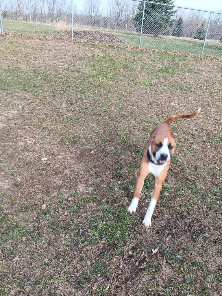 Enlarge Kingston, a Adoptable mixed breed in Angola, IN image 2/3