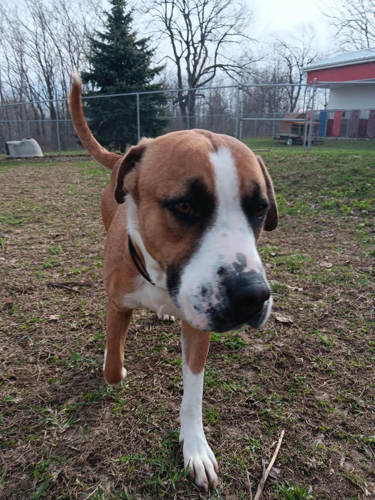 Enlarge Kingston, a Adoptable mixed breed in Angola, IN image 3/3