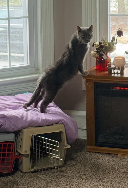 Enlarge Avery, a ADOPTABLE Domestic Short Hair in Sussex, NJ image 2/4