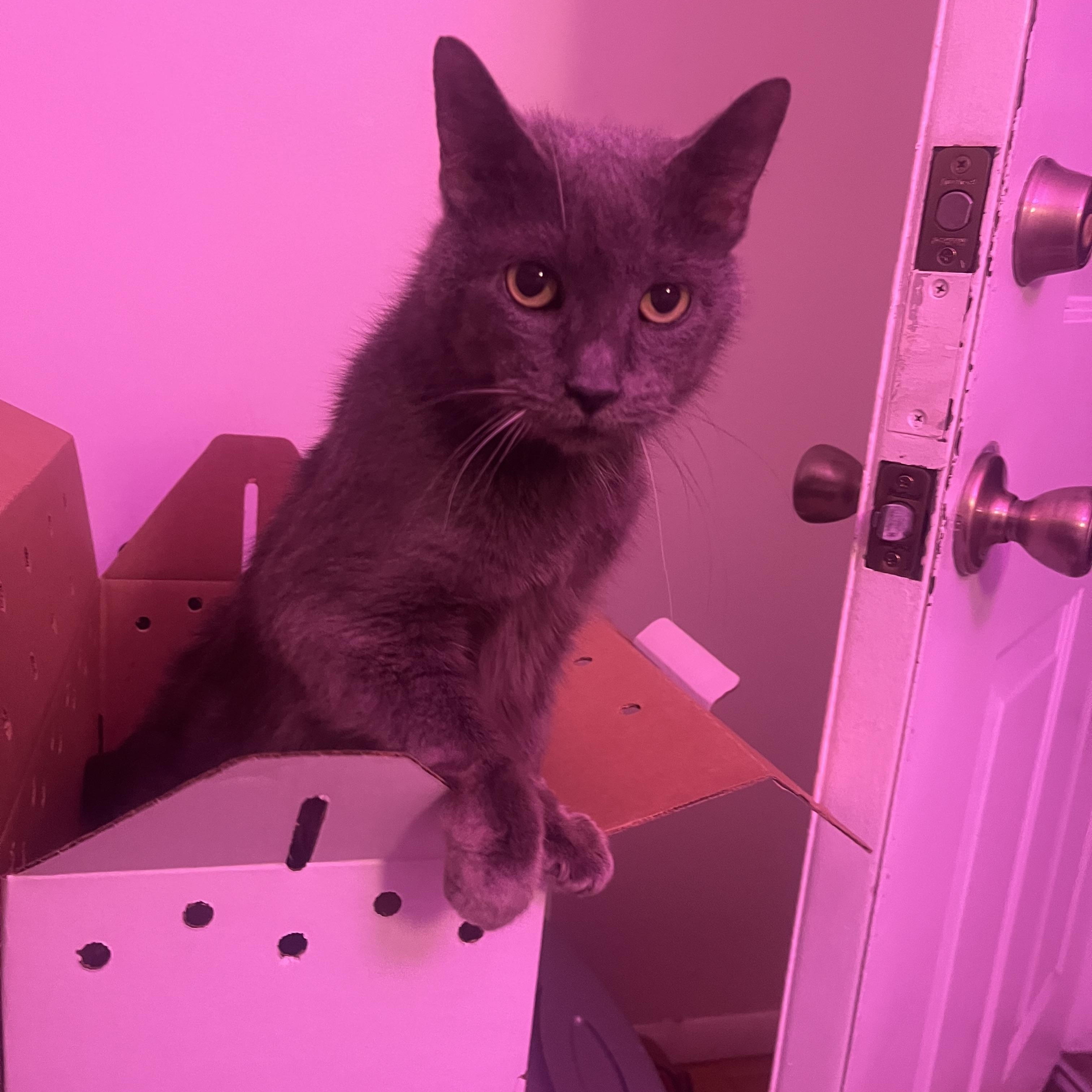 Enlarge Avery, a ADOPTABLE Domestic Short Hair in Sussex, NJ image 3/4