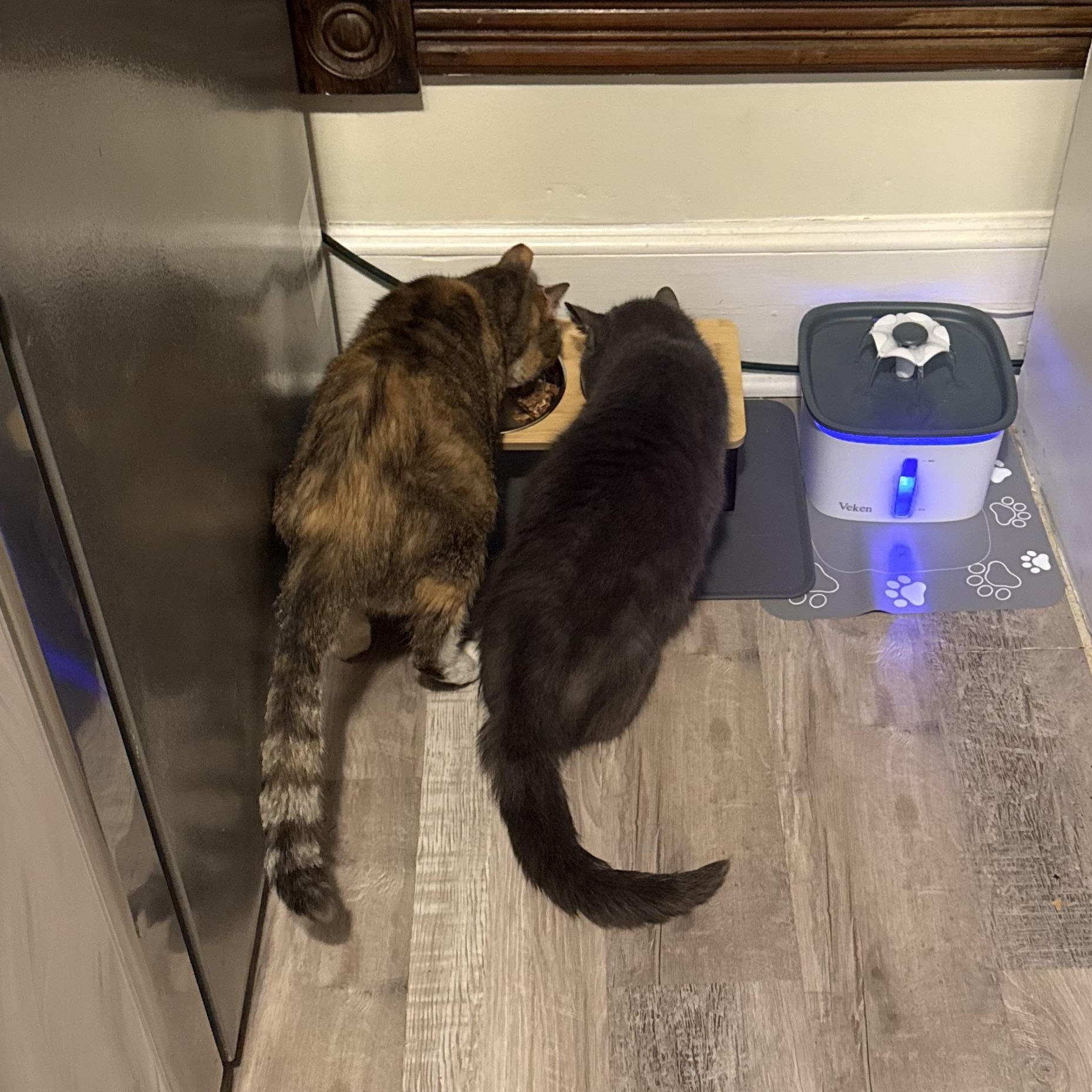 Enlarge Avery, a ADOPTABLE Domestic Short Hair in Sussex, NJ image 4/4