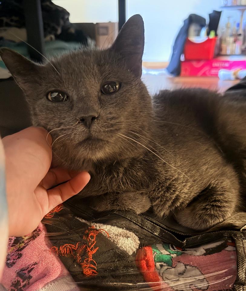 Avery, ADOPTABLE, Senior Female Domestic Short Hair.