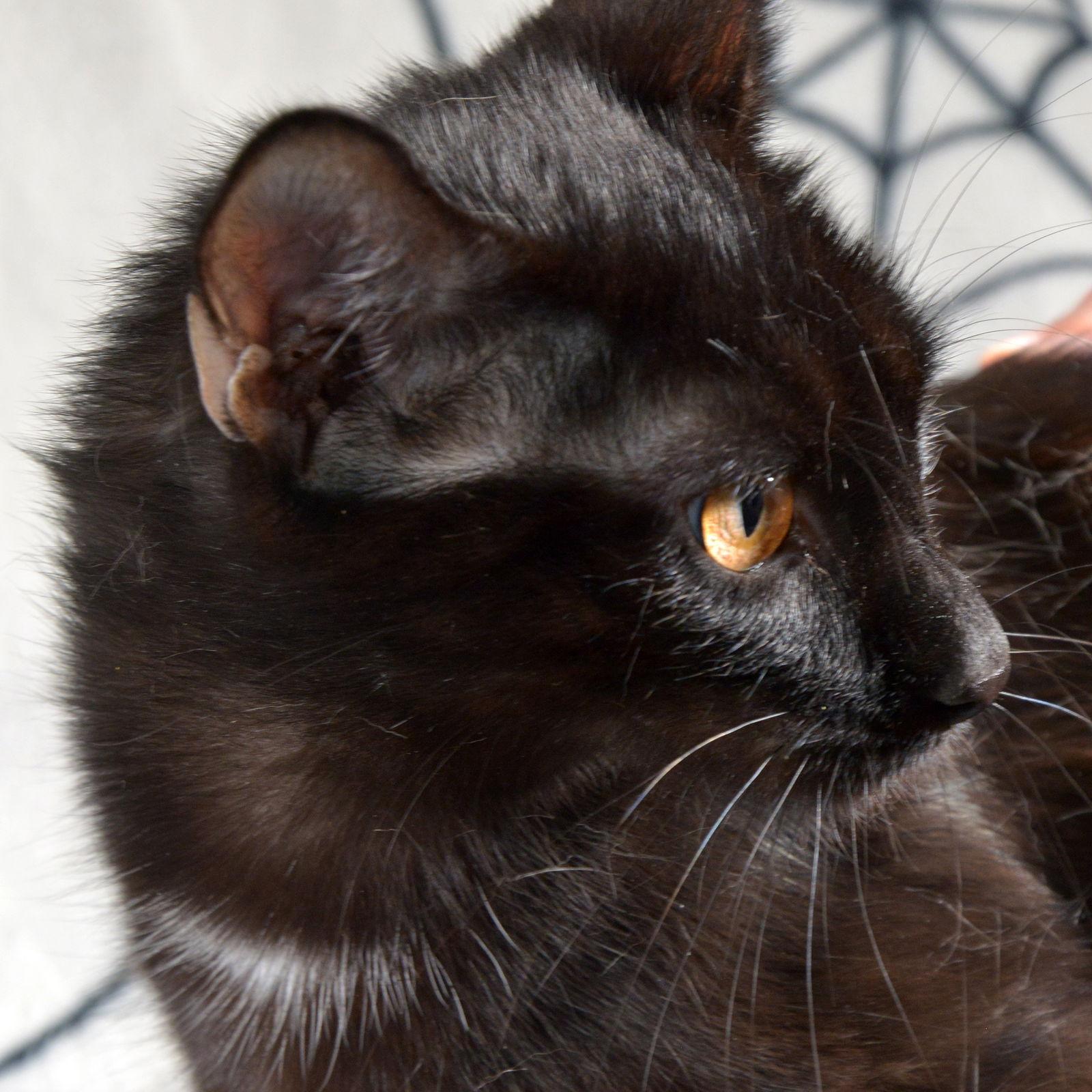 Iris, Adoptable, Adult Female Domestic Short Hair.