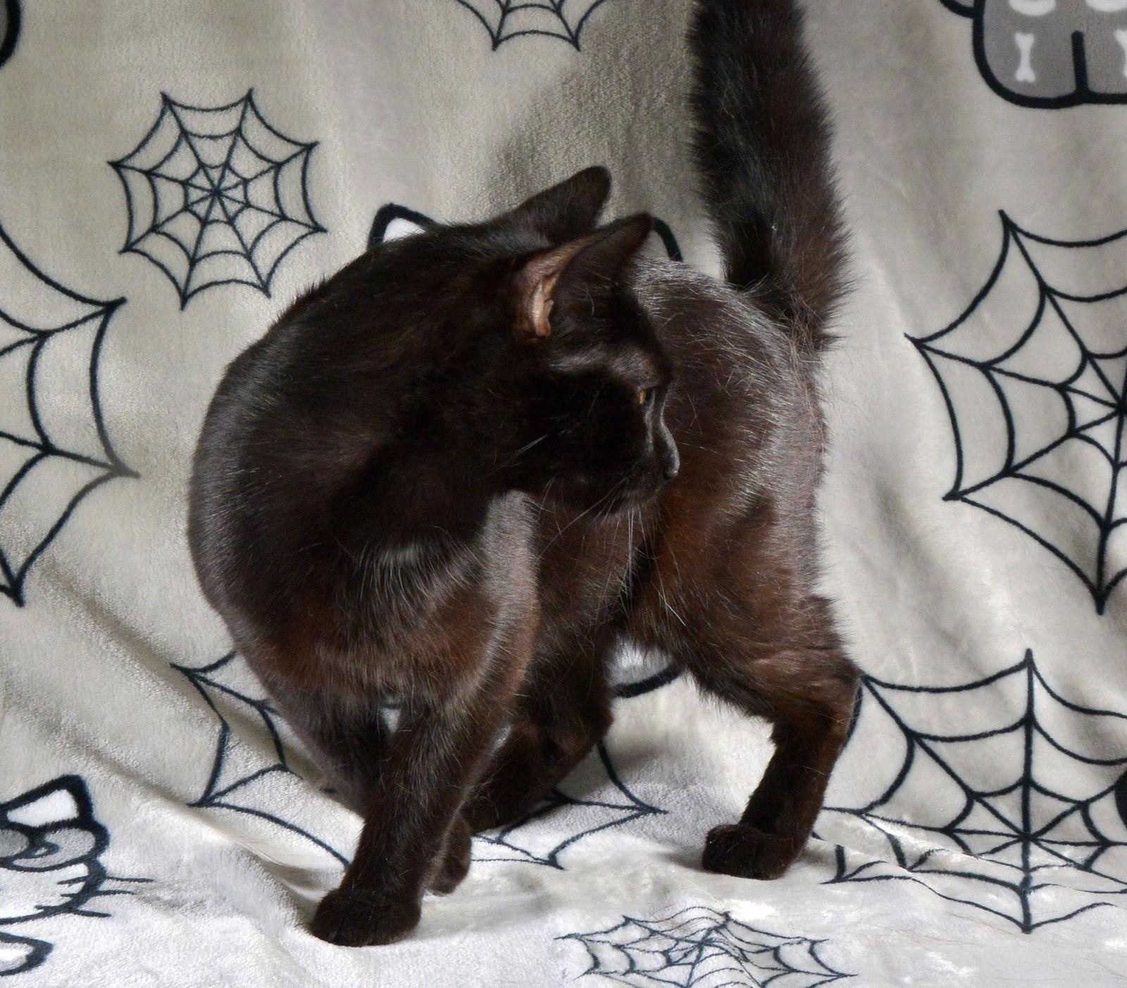 Enlarge Iris, a Adoptable Domestic Short Hair in Traverse City, MI image 2/3