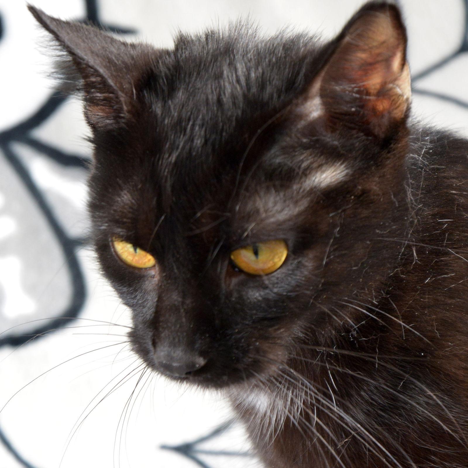 Enlarge Iris, a Adoptable Domestic Short Hair in Traverse City, MI image 3/3