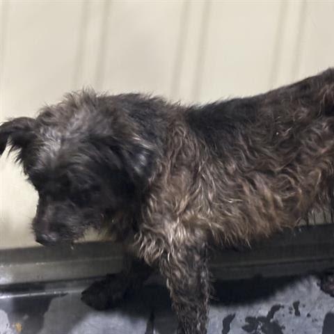 Shortstack -- URGENT!!! OUT OF TIME!!!