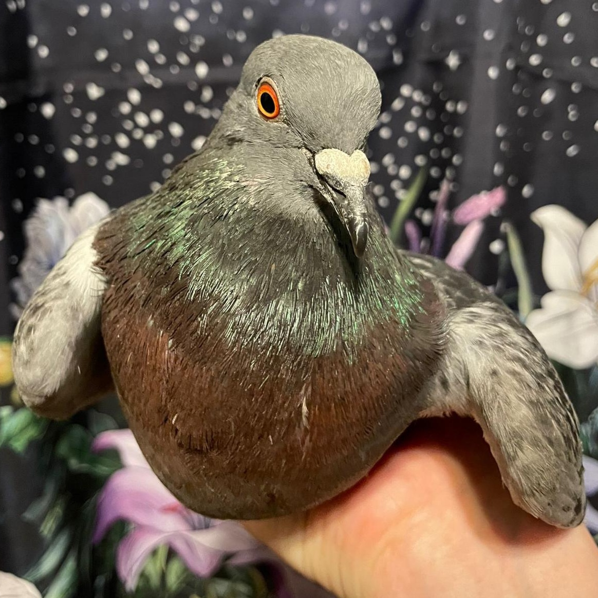 Enlarge Cassidy, a Adoptable Pigeon in Chicago, IL image 2/4