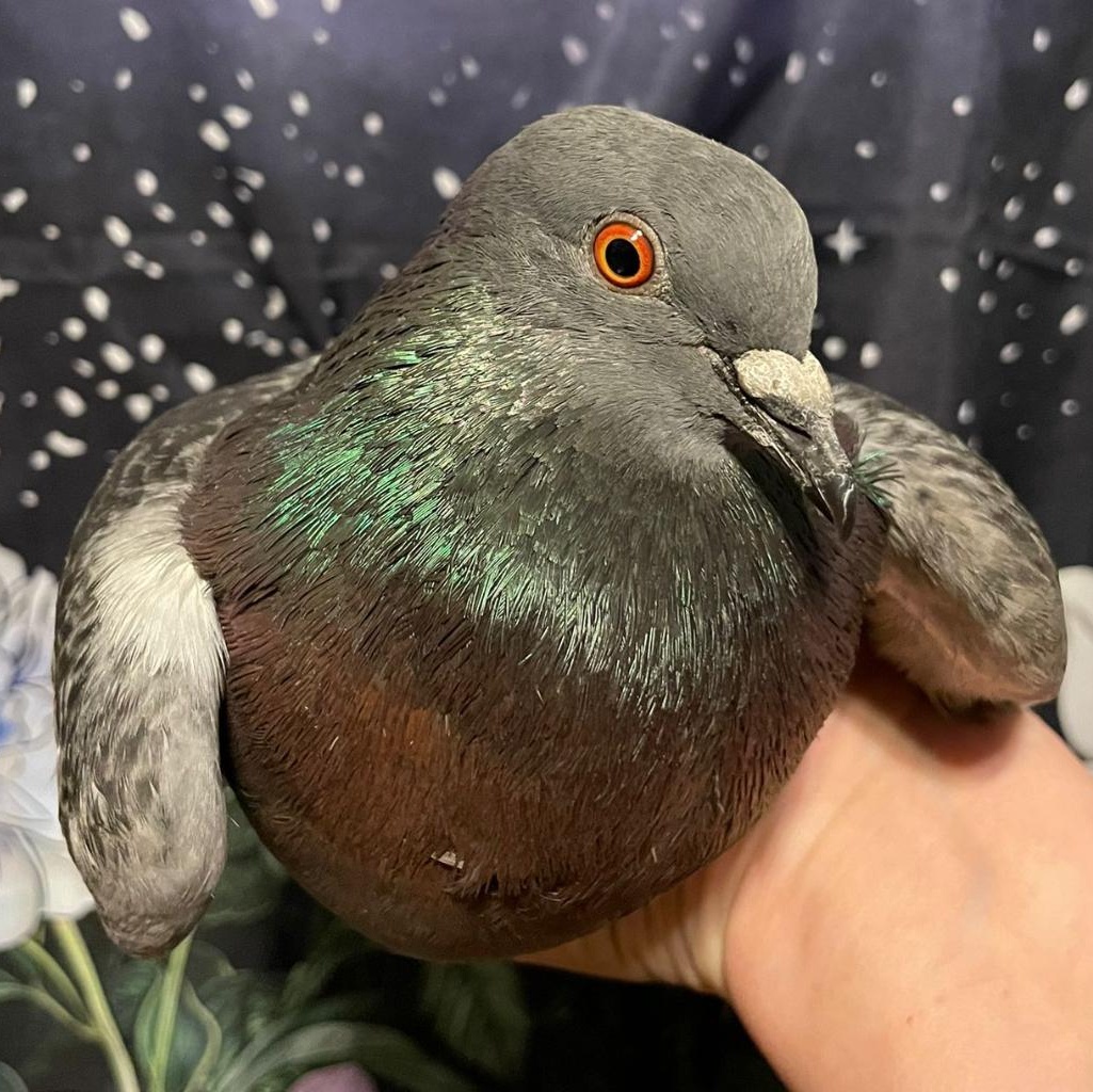 Enlarge Cassidy, a Adoptable Pigeon in Chicago, IL image 3/4