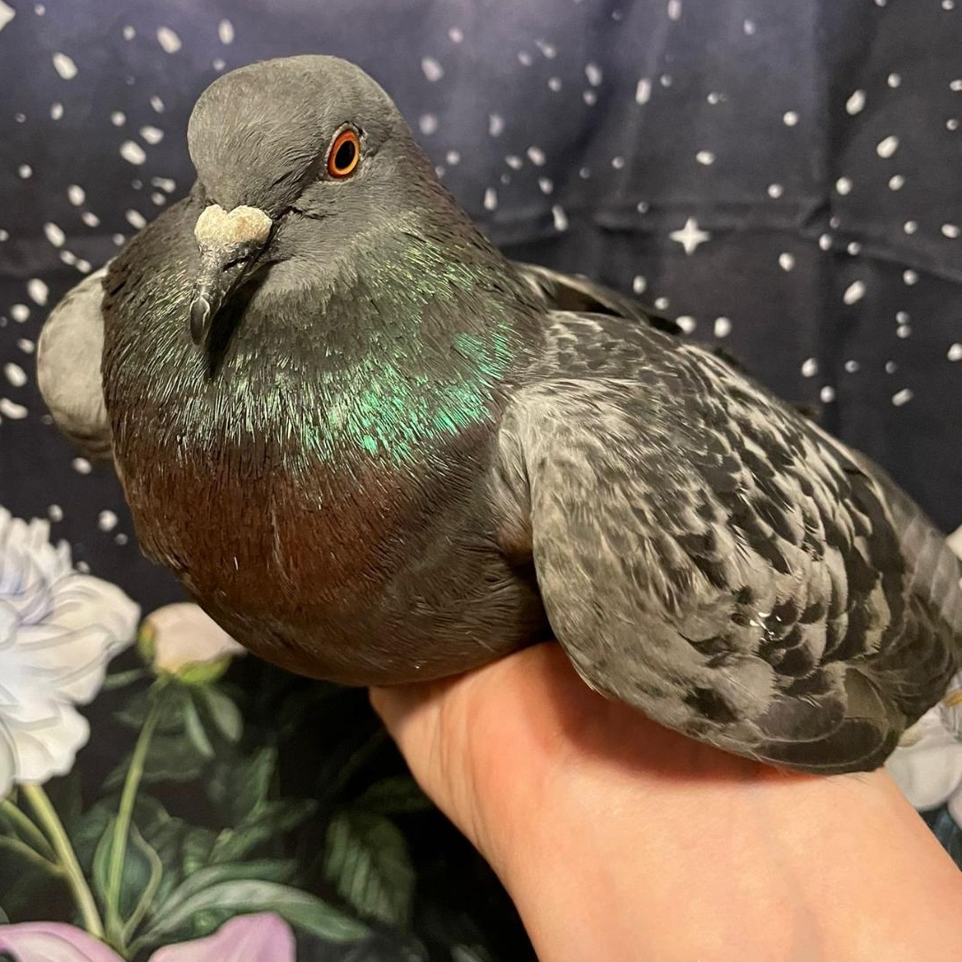 Enlarge Cassidy, a Adoptable Pigeon in Chicago, IL image 4/4