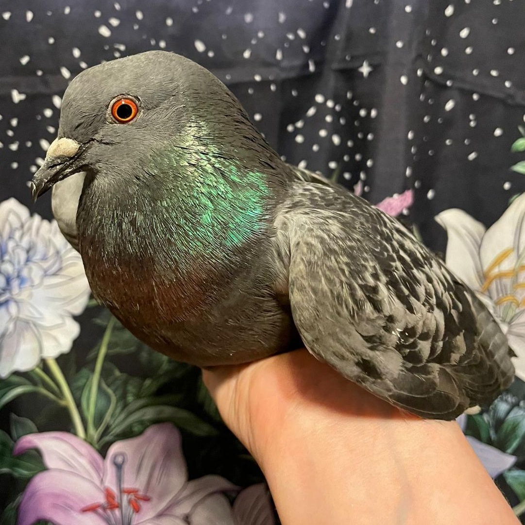 Enlarge Cassidy, a Adoptable Pigeon in Chicago, IL image 1/4