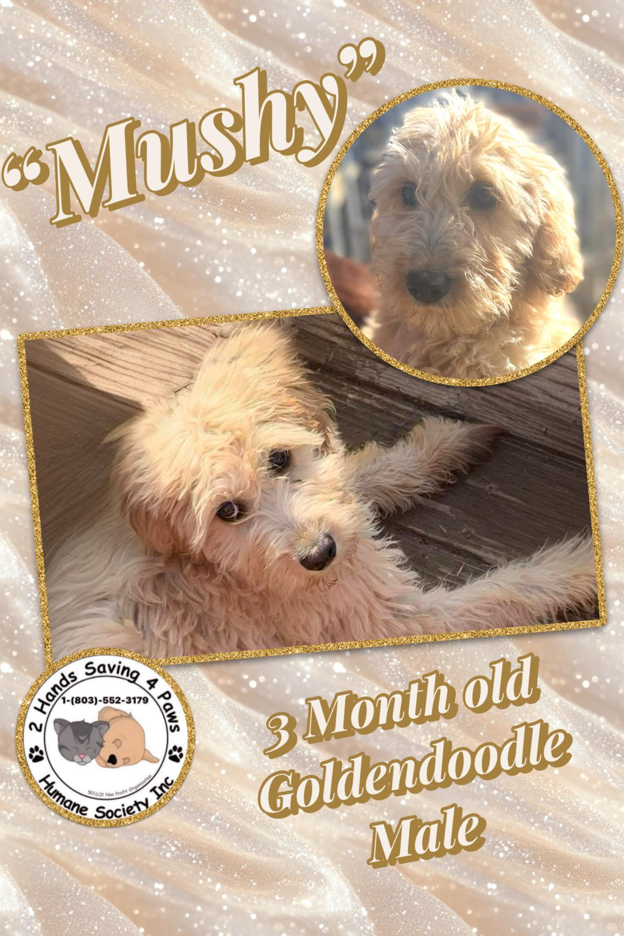 Enlarge Mushy, a Adoptable Goldendoodle in Totowa, NJ image 1/1