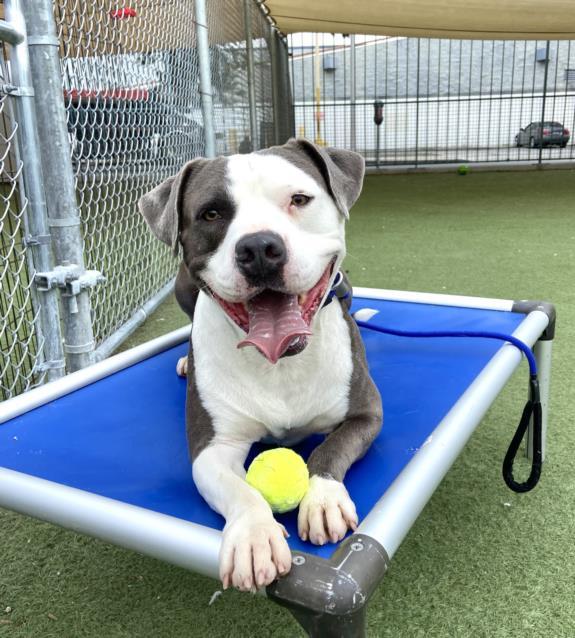 REX, Adoptable, Adult Male Pit Bull Terrier.