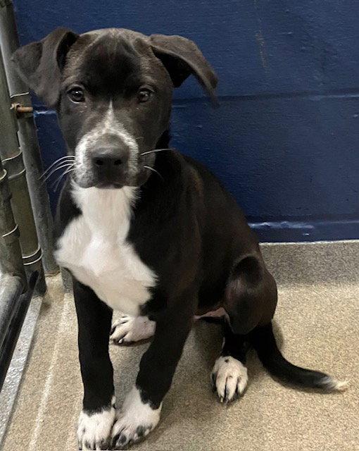 Lennie 4 months Ava 3/25, Adoptable, Young Male Labrador Retriever.