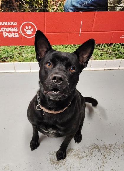 Addie, a Adoptable mixed breed in Lafayette, IN image 1/3