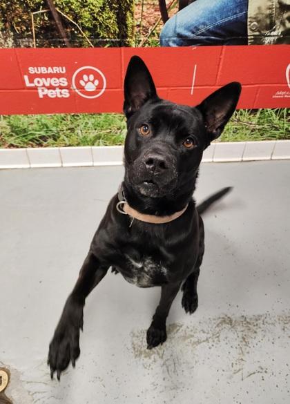 Addie, a Adoptable mixed breed in Lafayette, IN image 2/3