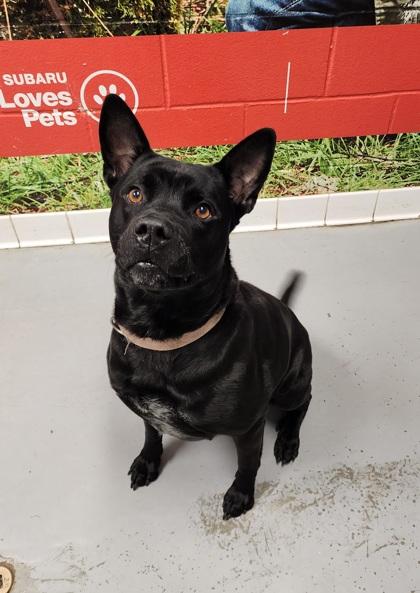 Addie, a Adoptable mixed breed in Lafayette, IN image 3/3