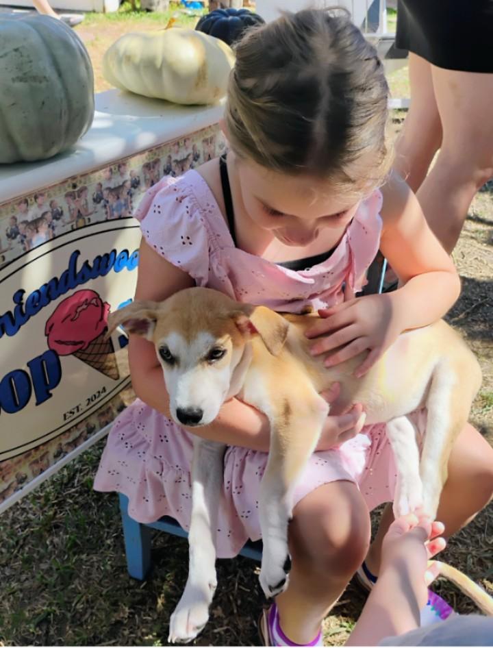 Enlarge Little Diva Kami, an adopted mixed breed in Milwaukee, WI image 3/6