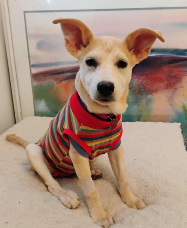 Enlarge Little Diva Kami, an adopted mixed breed in Milwaukee, WI image 4/6