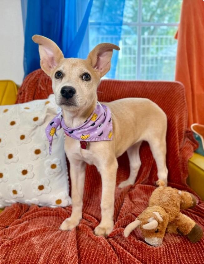 Enlarge Little Diva Kami, an adopted mixed breed in Milwaukee, WI image 5/6