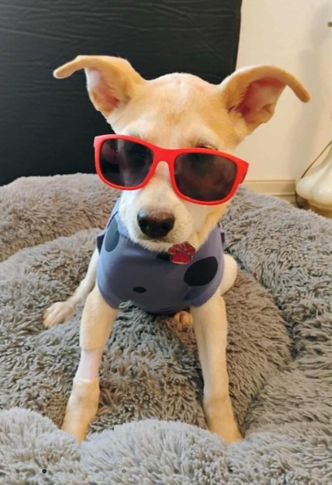 Enlarge Little Diva Kami, an adopted mixed breed in Milwaukee, WI image 2/6