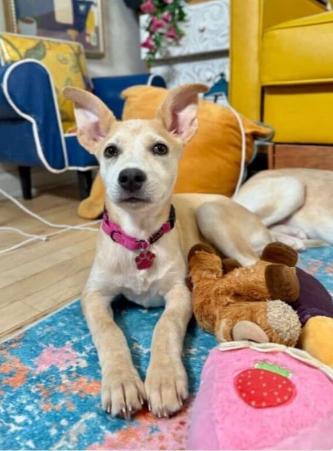 Little Diva Kami, adopted, Puppy Female Chihuahua & Cattle Dog.