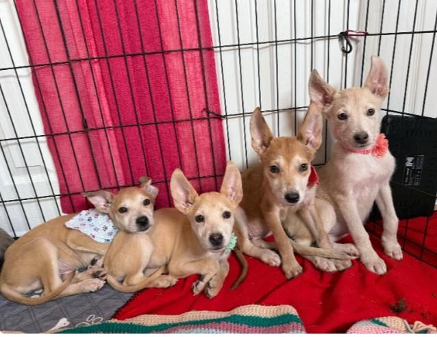 Enlarge Little Diva Kami, an adopted mixed breed in Milwaukee, WI image 6/6