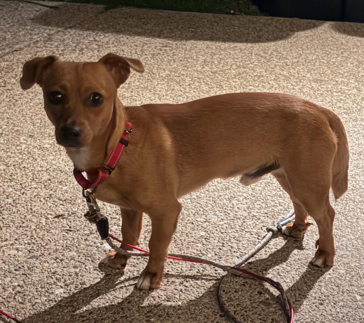 Enlarge Radar, a ADOPTABLE mixed breed in Grand Rapids, MI image 3/3