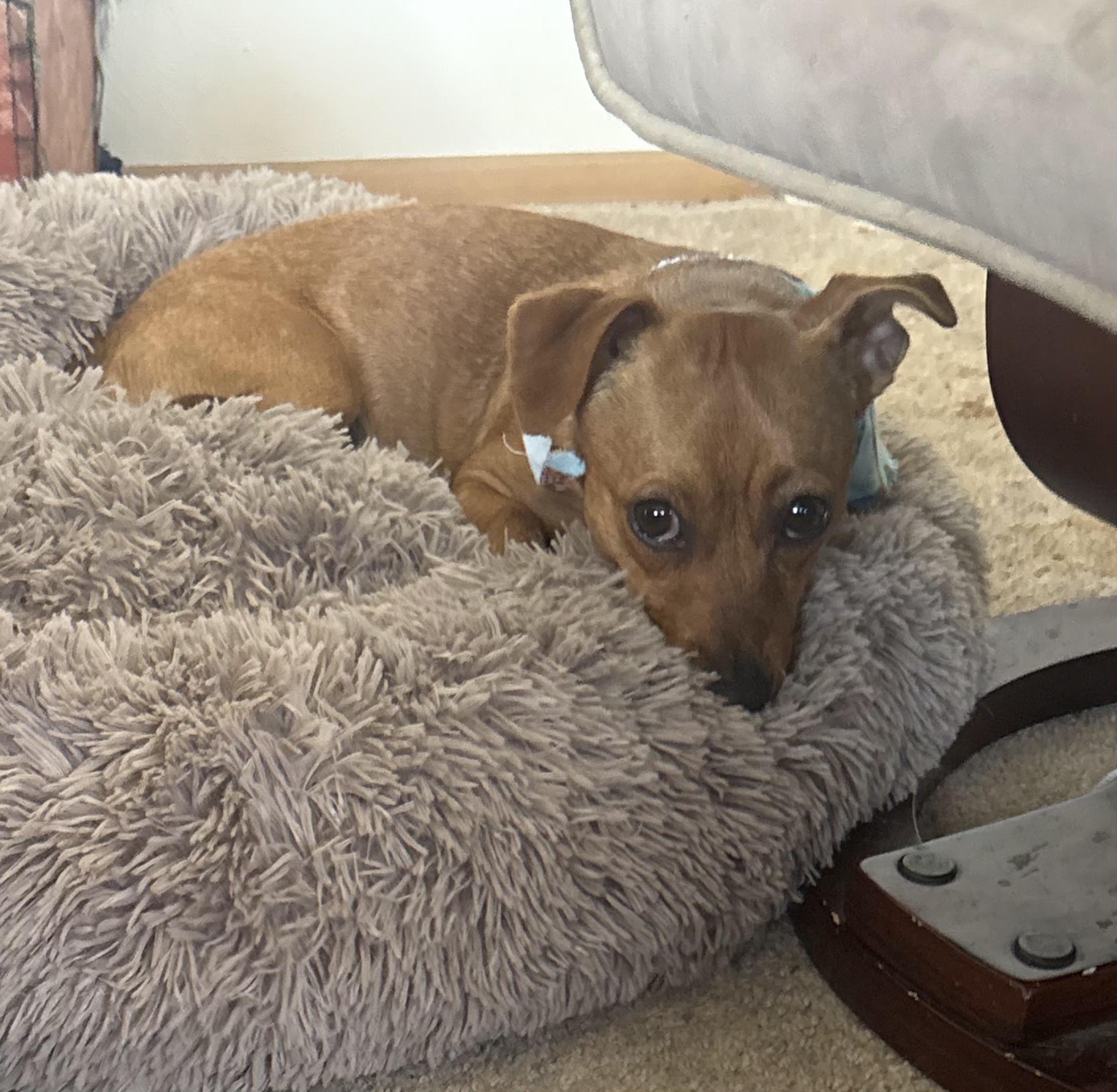 Enlarge Radar, a ADOPTABLE mixed breed in Grand Rapids, MI image 2/3