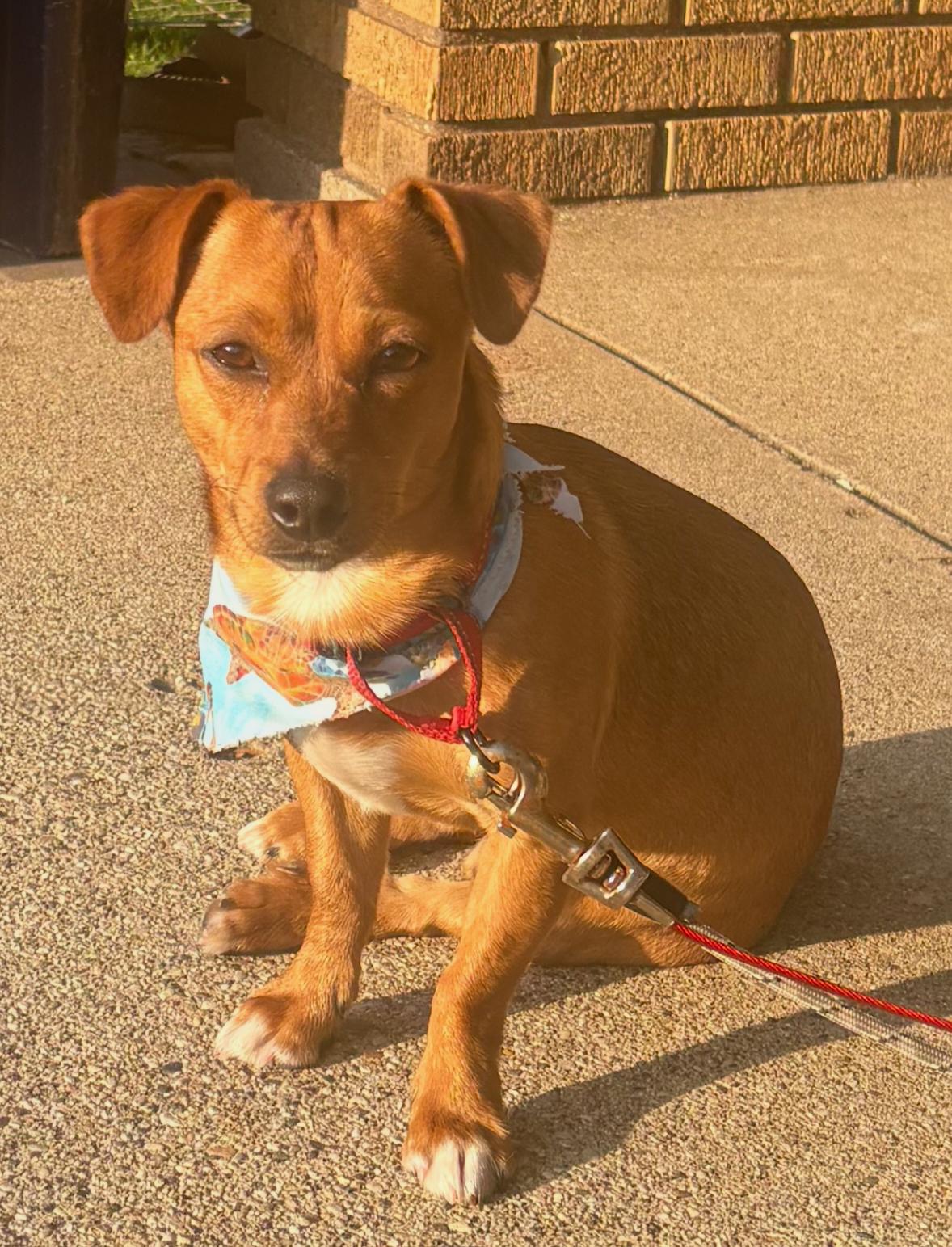 Enlarge Radar, a ADOPTABLE mixed breed in Grand Rapids, MI image 1/3