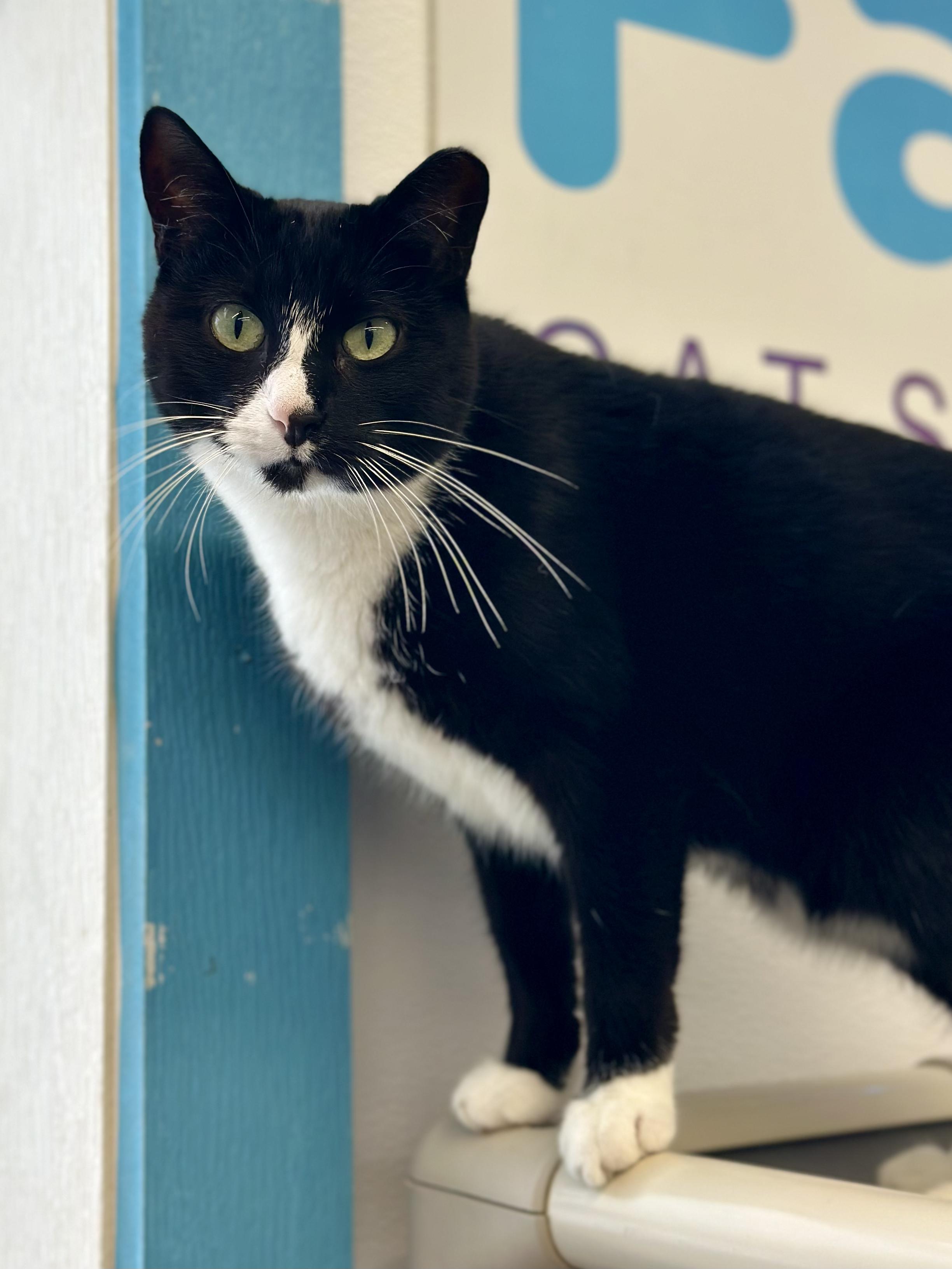 Lily, a ADOPTABLE Domestic Short Hair in Faribault, MN image 4/4