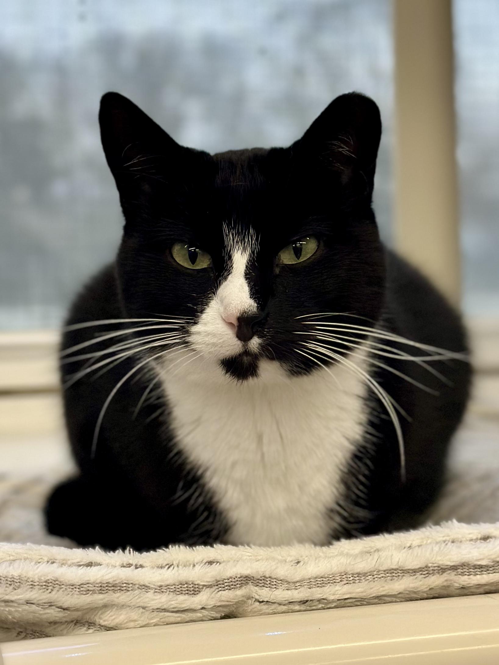 Lily, a ADOPTABLE Domestic Short Hair in Faribault, MN image 2/4