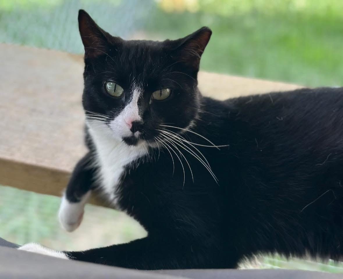 Lily, ADOPTABLE, Adult Female Domestic Short Hair.