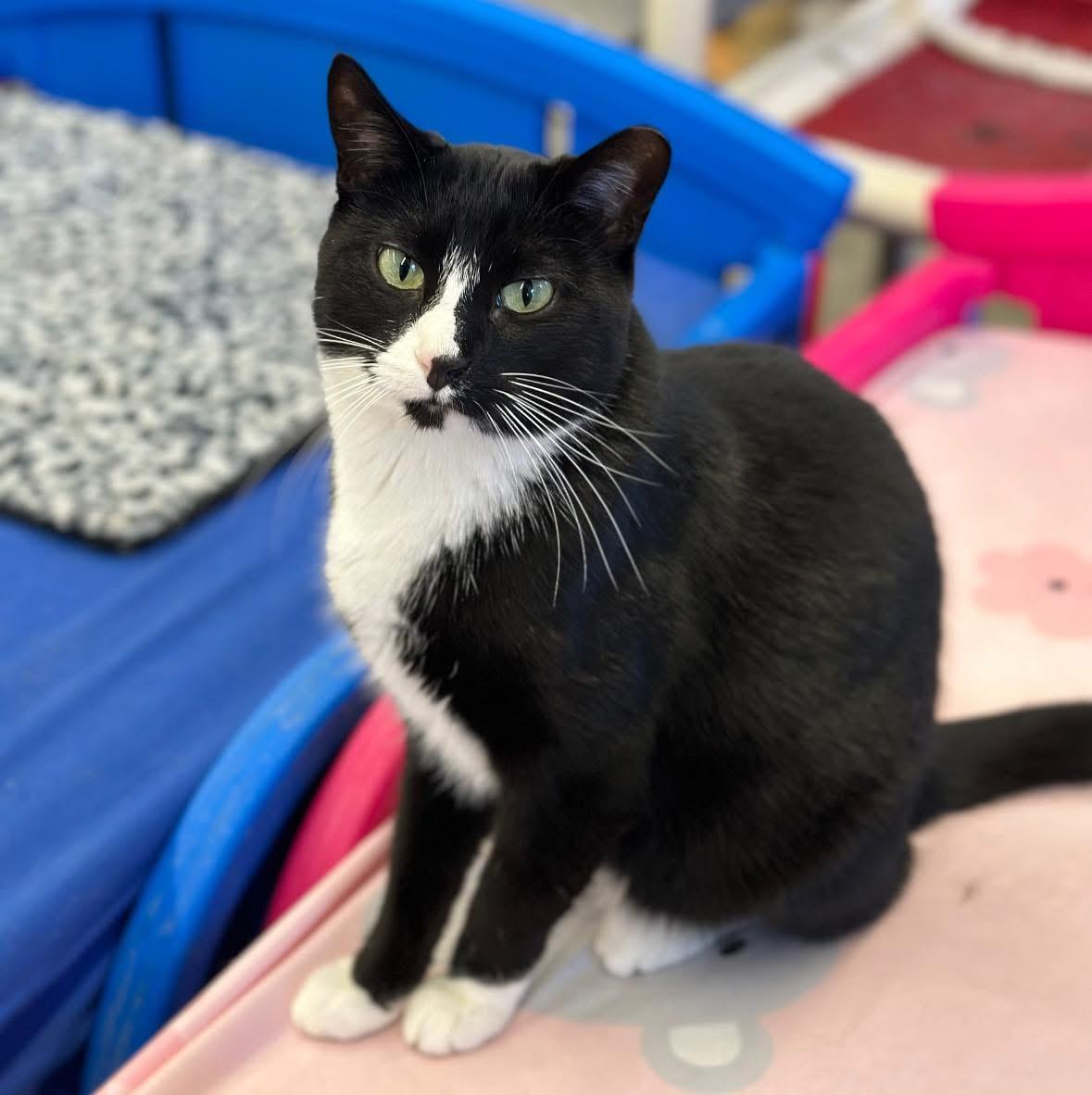 Lily, a ADOPTABLE Domestic Short Hair in Faribault, MN image 3/4