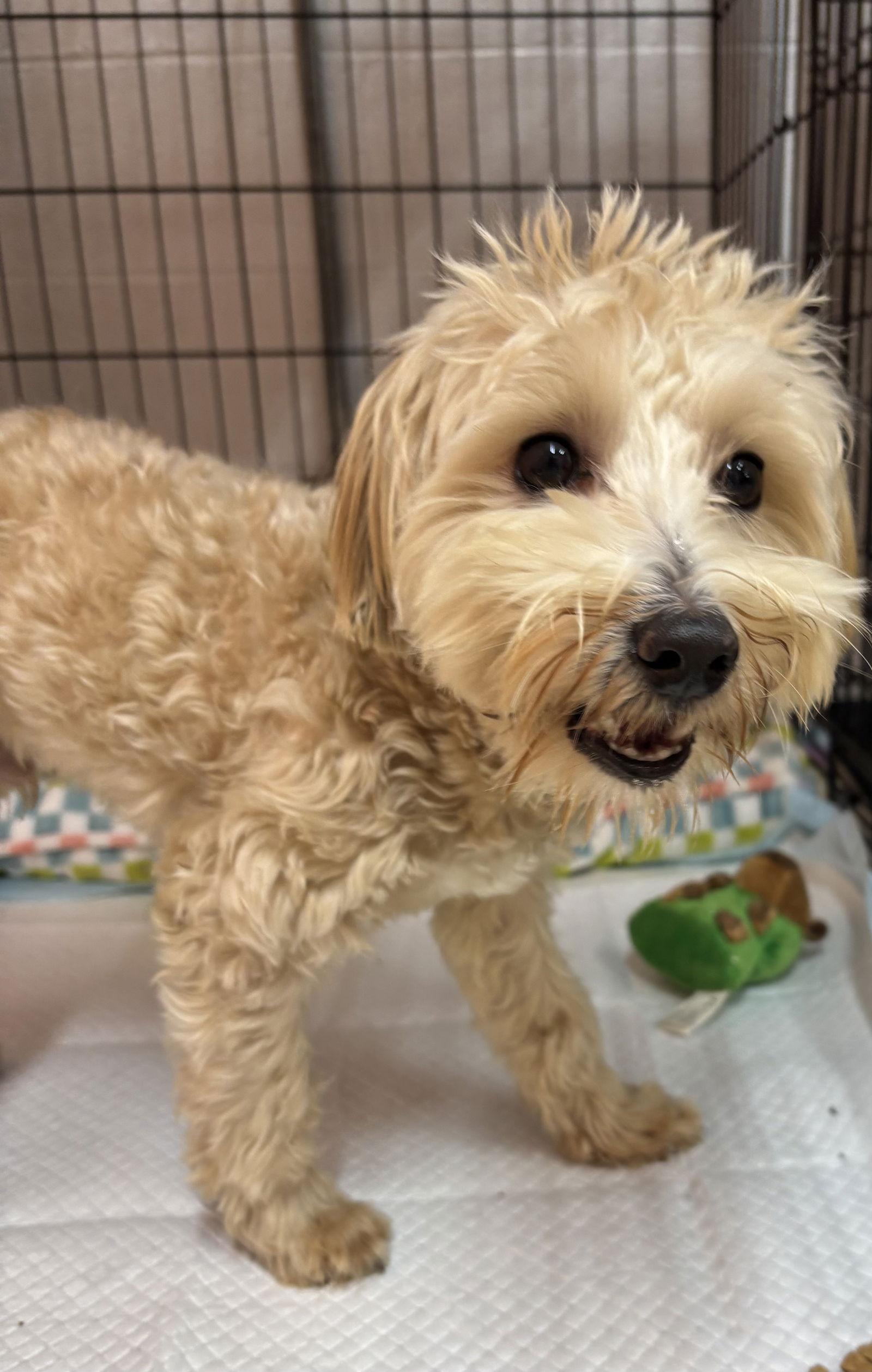 Quirky, Adoptable, Young Male Maltese & Poodle.