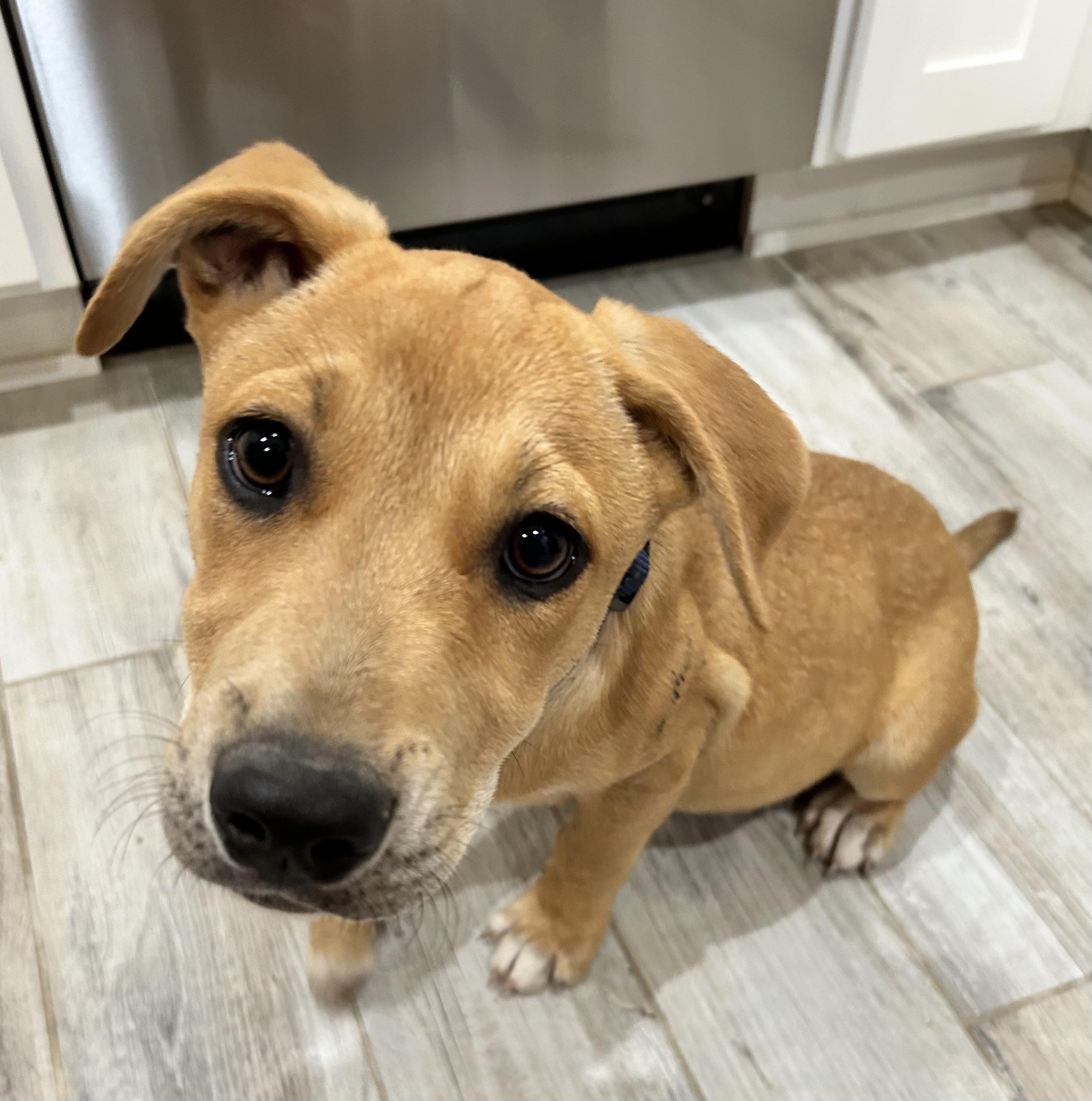 Theo, a Adoptable mixed breed in Schertz, TX image 1/6