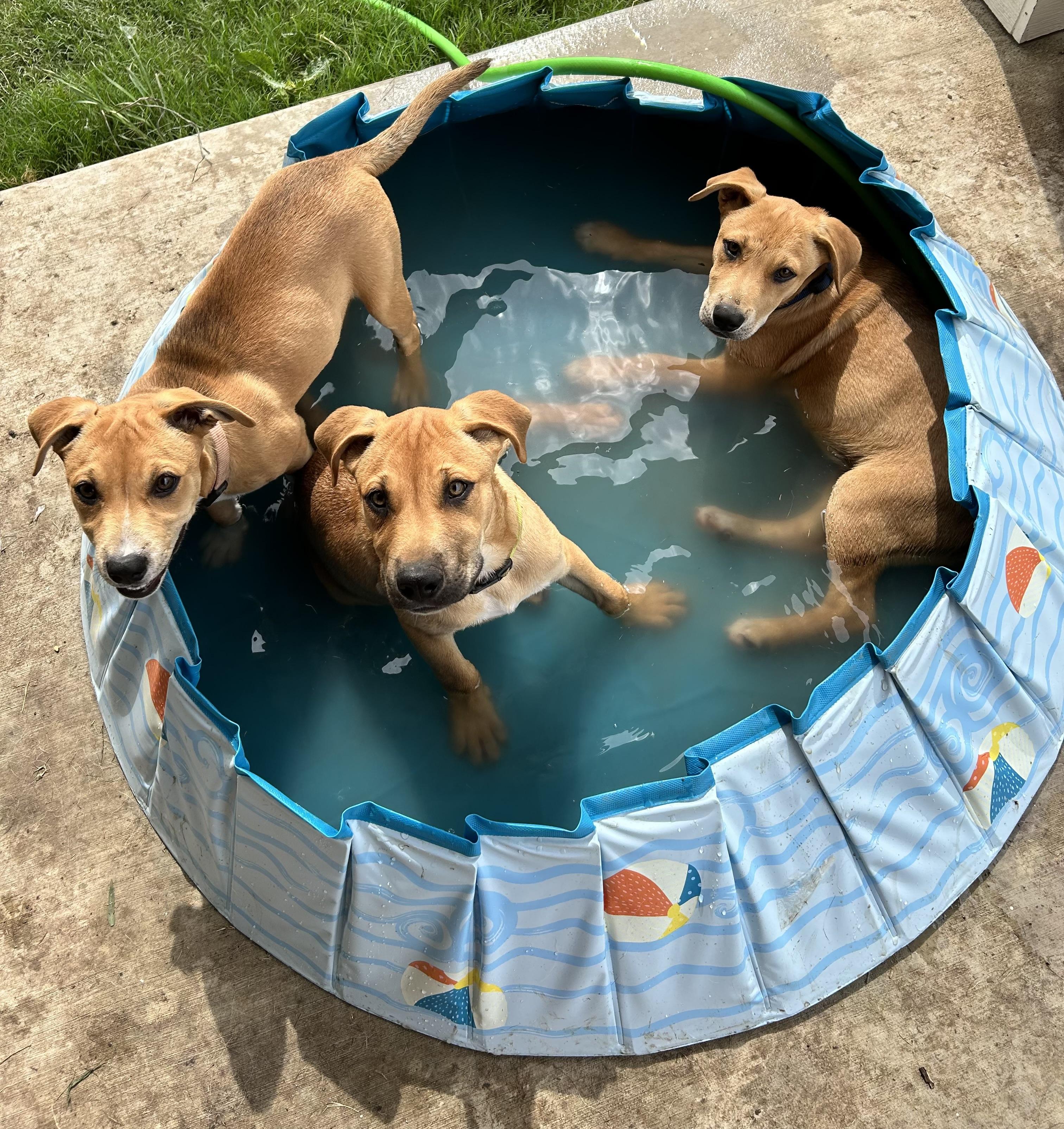 Theo, a Adoptable mixed breed in Schertz, TX image 2/6