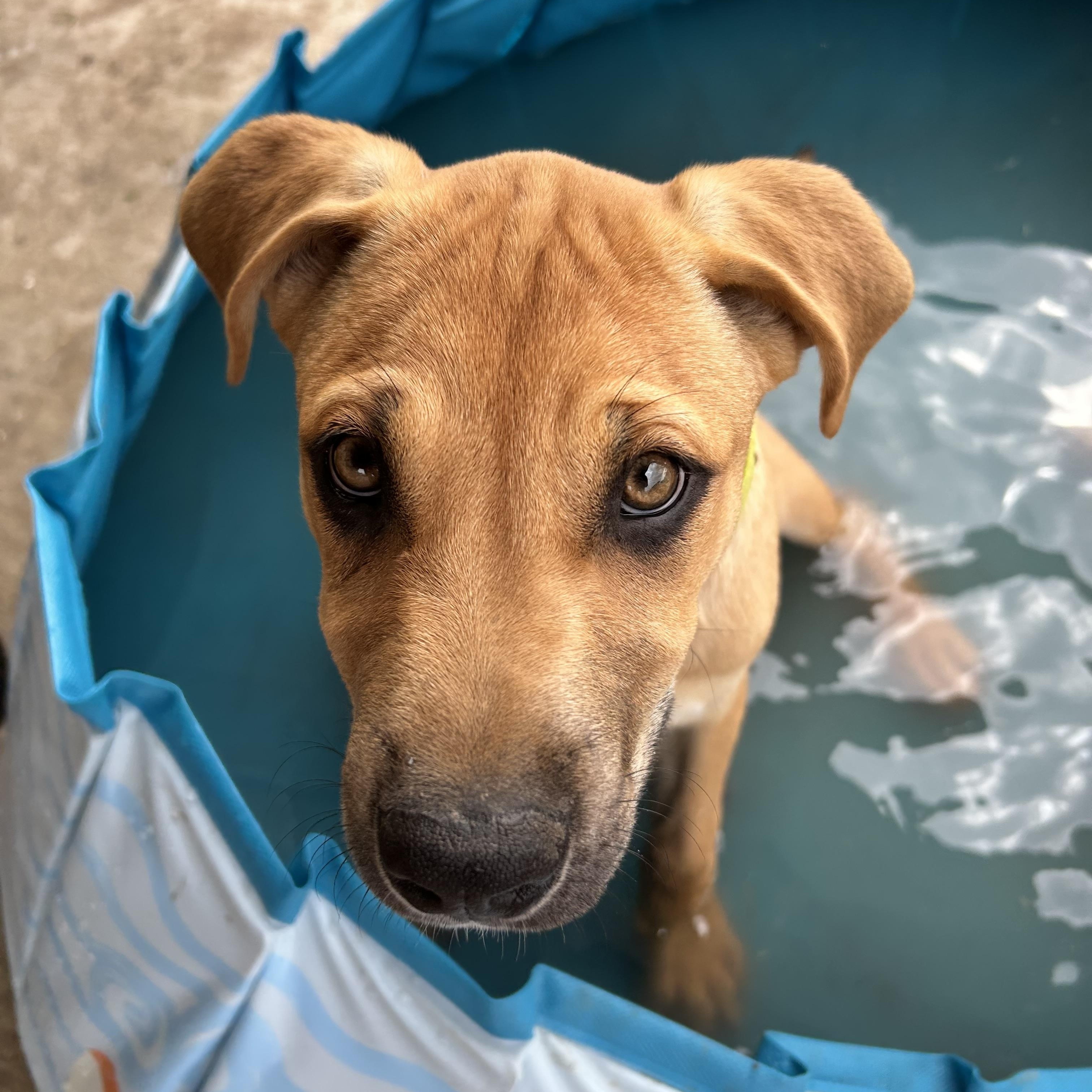 Theo, a Adoptable mixed breed in Schertz, TX image 3/6