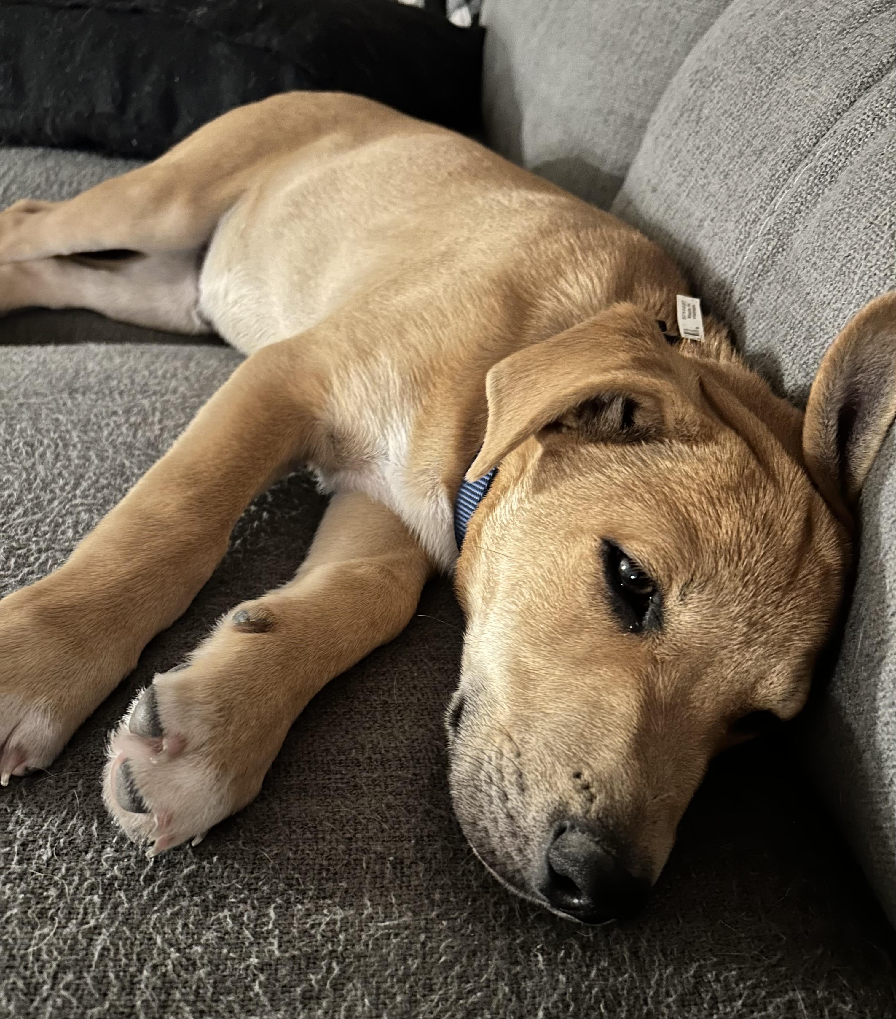 Theo, a Adoptable mixed breed in Schertz, TX image 4/6