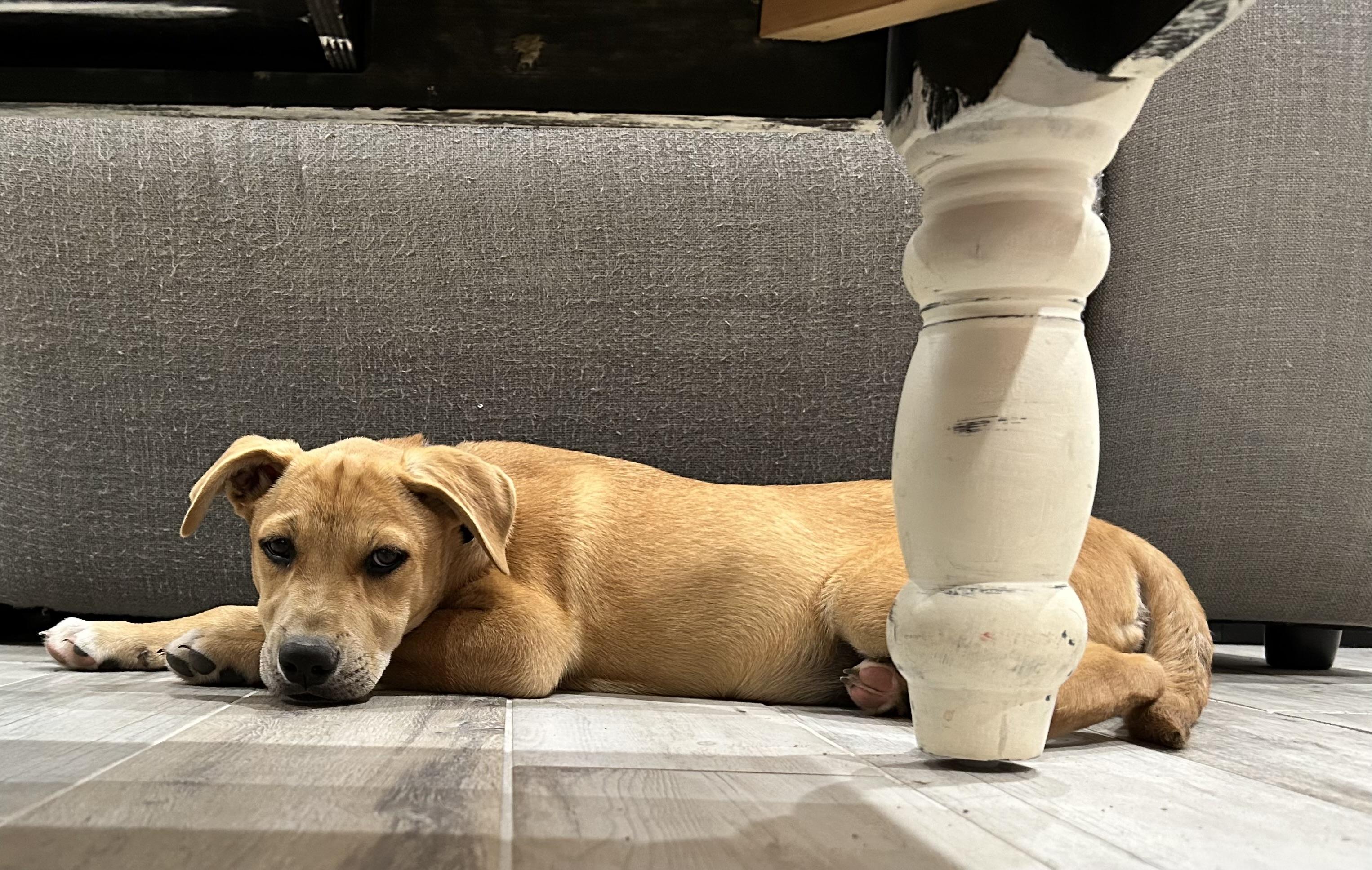 Theo, a Adoptable mixed breed in Schertz, TX image 5/6