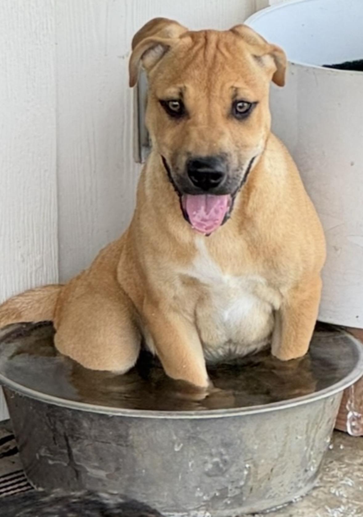 Theo, a Adoptable mixed breed in Schertz, TX image 6/6